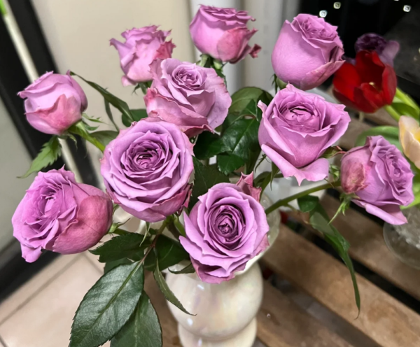 Country Spirit Song Rose丨Your roses