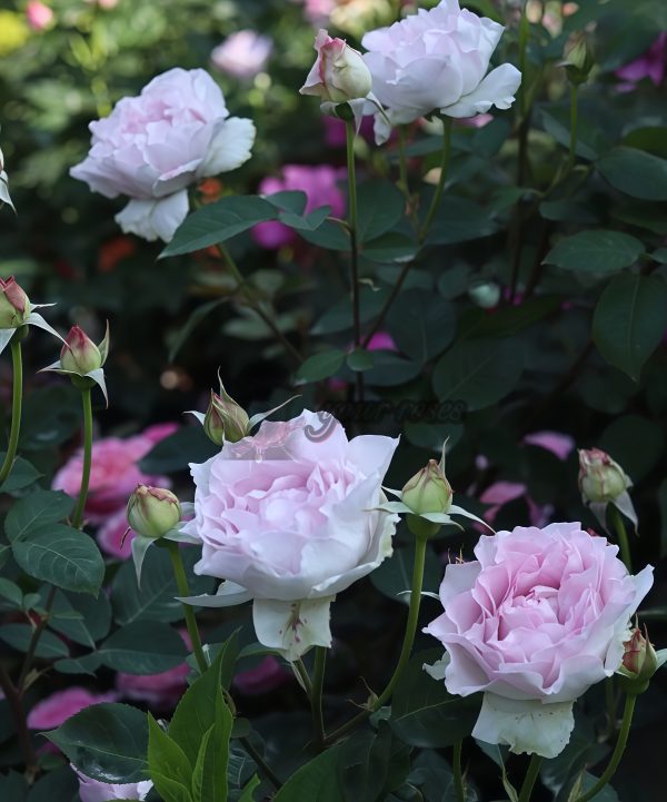 Dew Condensation Rose plant丨Your roses