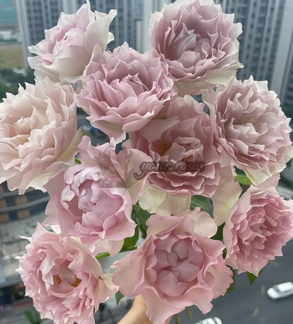 Dew Condensation Rose丨Your roses
