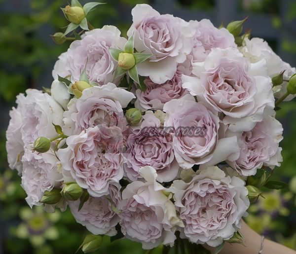 Dew Condensation Rose for sale丨Your roses