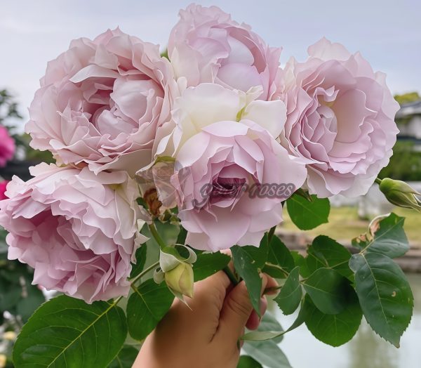 Dew Condensation Rose丨Your roses