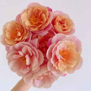 Distant Drums Rose丨Your roses