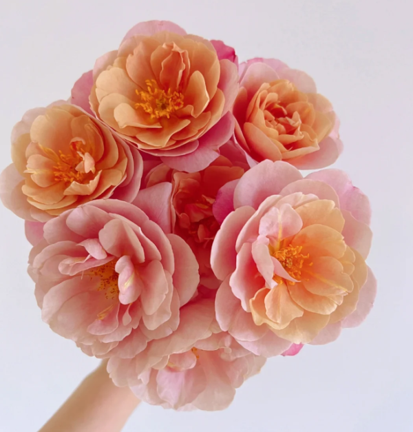 Distant Drums Rose丨Your roses