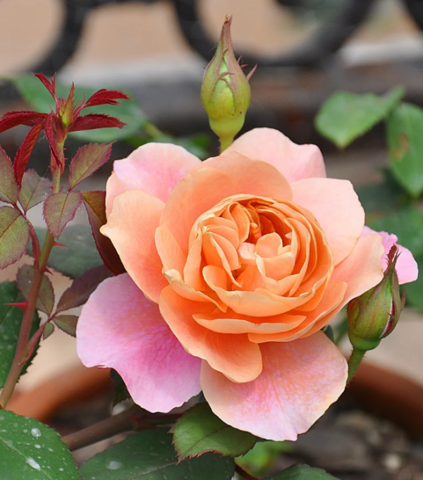 Distant Drums Rose plant丨Your roses