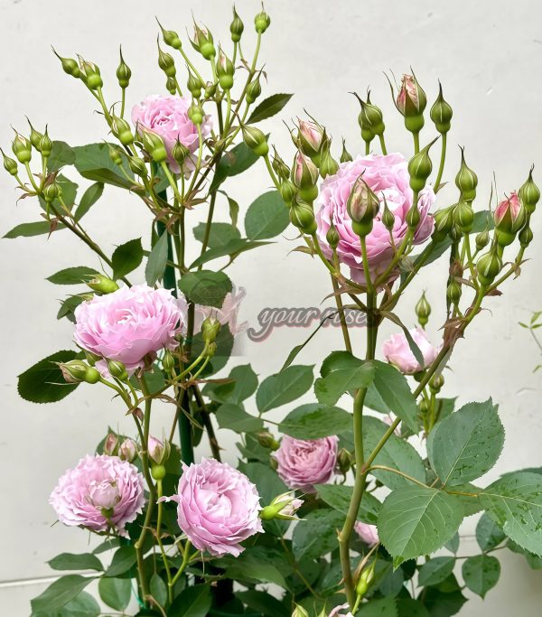 Dreamy Violet Rose for sale丨Your roses