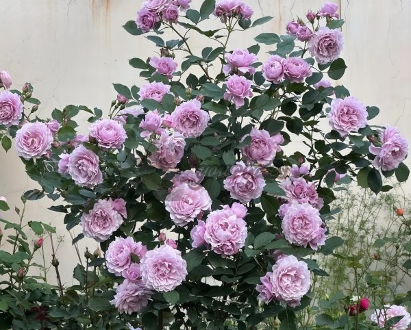 Dreamy Violet Rose丨Your roses