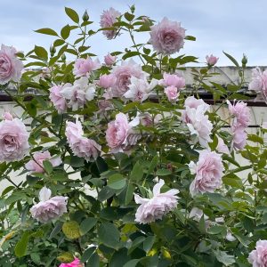 Dreamy Violet Rose plant丨Your roses