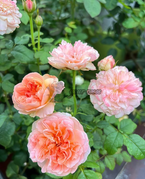 Edith Rose plant丨Your roses