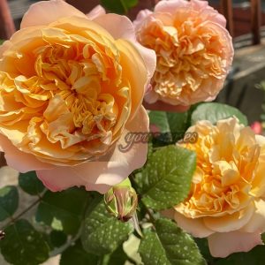 Edith Rose丨Your roses