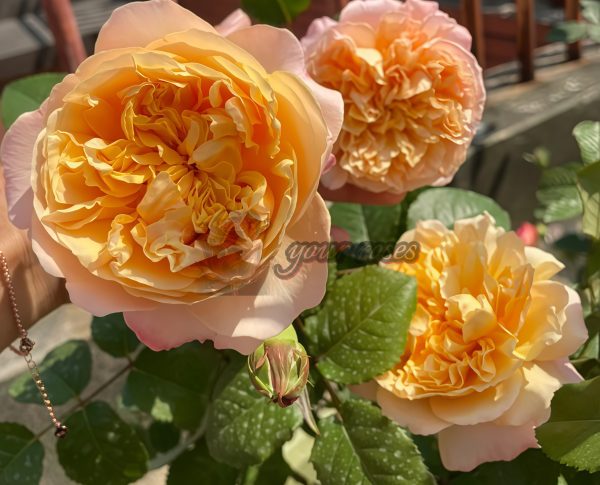 Edith Rose丨Your roses