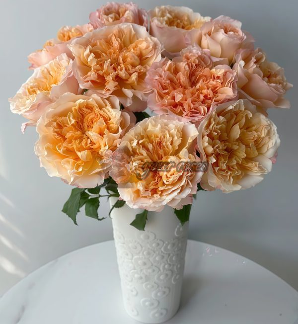 Edith Rose for sale丨Your roses