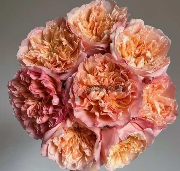 Edith Rose丨Your roses