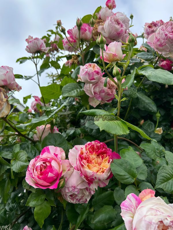 Édouard Manet Rose丨Your roses