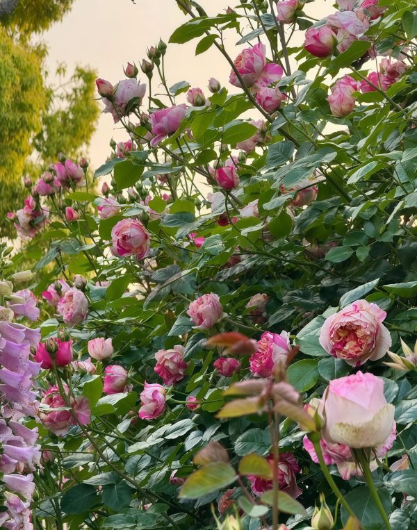 Édouard Manet Rose for sale丨Your roses