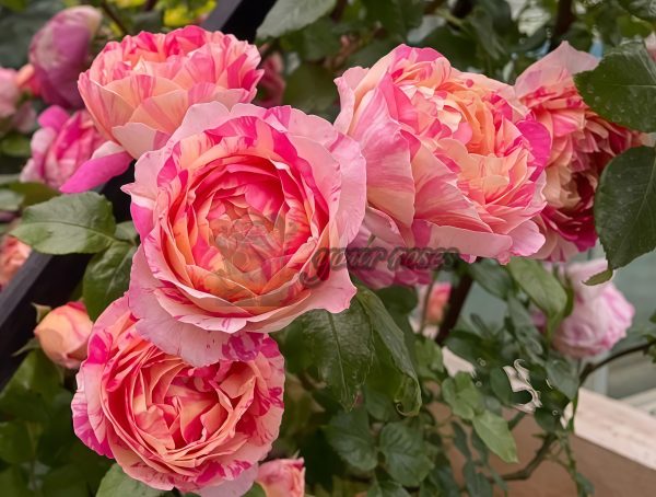 Édouard Manet Rose plant丨Your roses