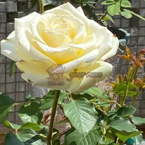 Elina Rose丨Your roses