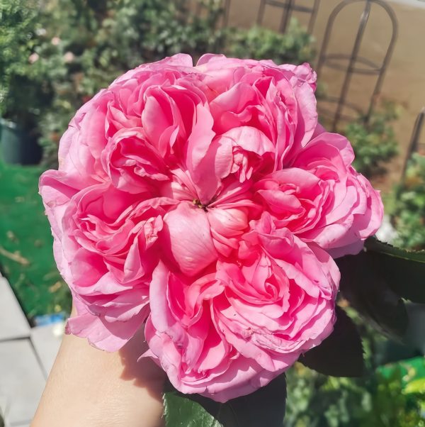 Emily Rose for sale丨Your roses