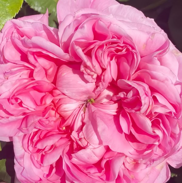 Emily Rose丨Your roses