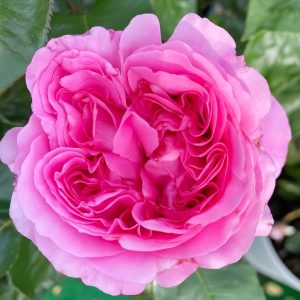 Emily Rose丨Your roses