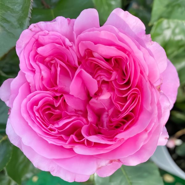 Emily Rose丨Your roses