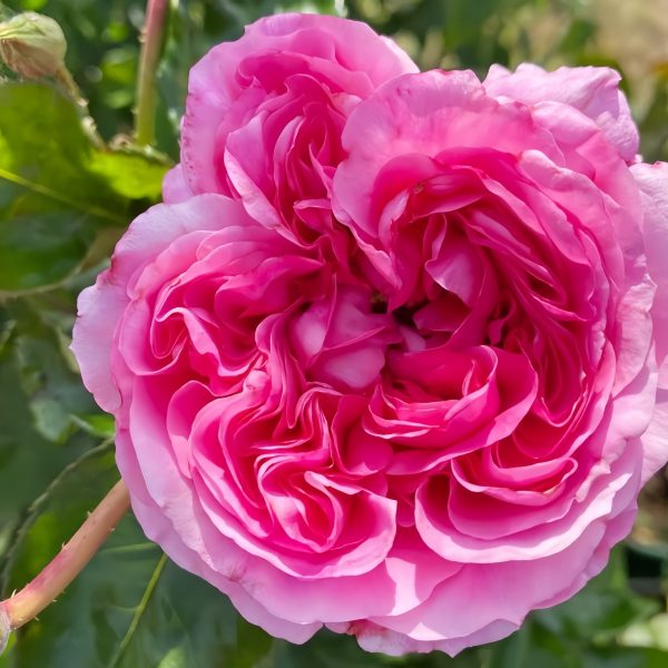 Emily Rose plant丨Your roses