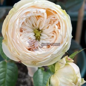 Emma Wood House Rose for sale丨Your roses