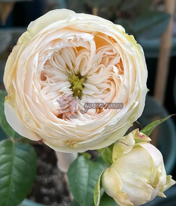Emma Wood House Rose for sale丨Your roses