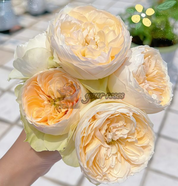 Emma Wood House Rose丨Your roses