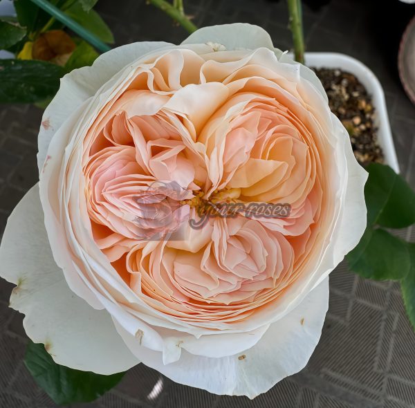 Emma Wood House Rose plant丨Your roses