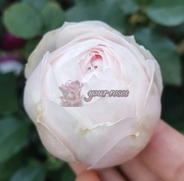 Emma Wood House Rose丨Your roses