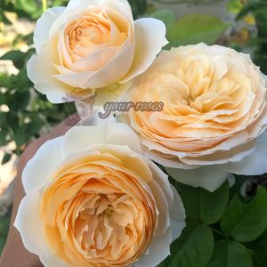 Emma Woodhouse Rose plant丨Your roses