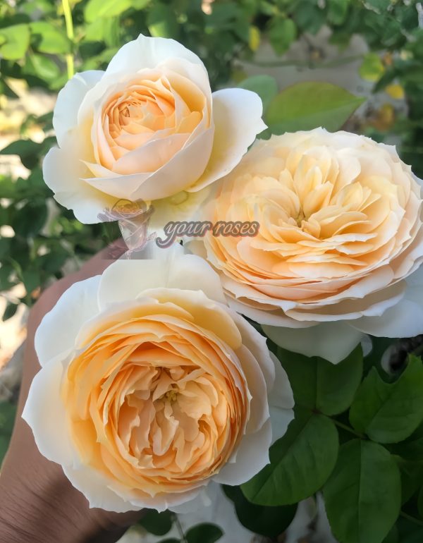 Emma Woodhouse Rose plant丨Your roses