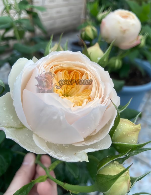 Emma Woodhouse Rose丨Your roses