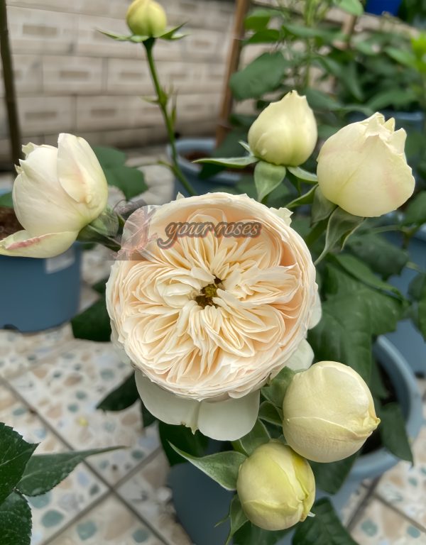 Emma Woodhouse Rose丨Your roses