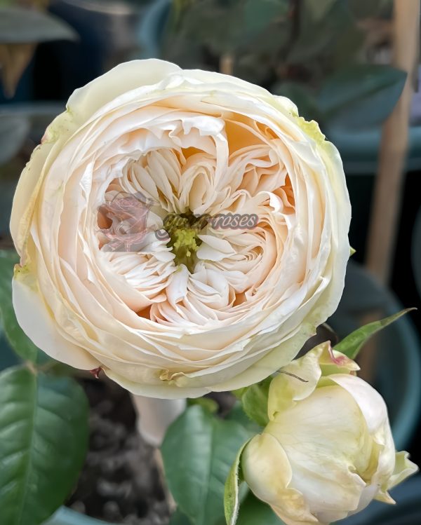 Emma Woodhouse Rose for sale丨Your roses