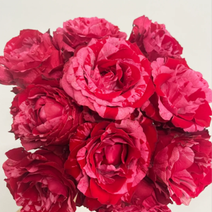 Frou Frou Rose Plant for sale丨Your roses
