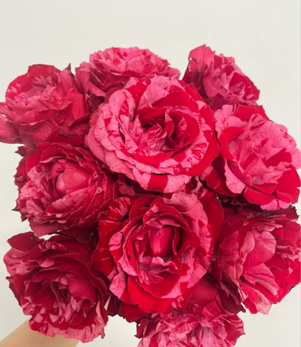 Frou Frou Rose Plant for sale丨Your roses