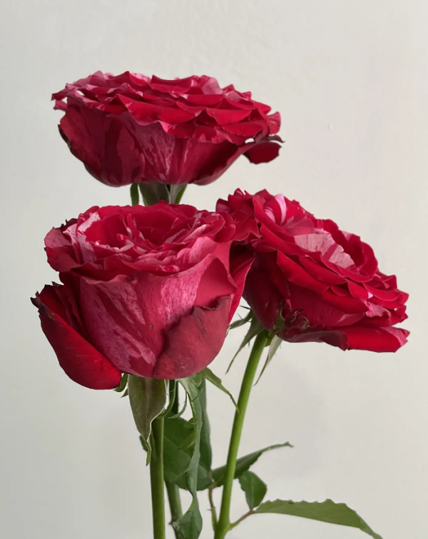 Frou Frou Rosefor sale丨Your roses
