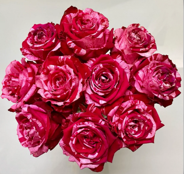 Frou Frou Rose 丨Your roses