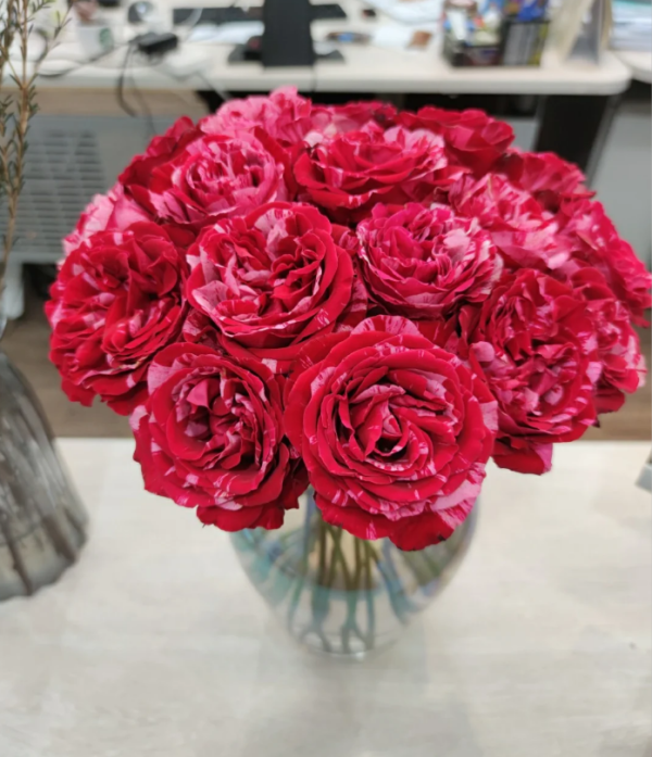 Frou Frou Rose Plant 丨Your roses