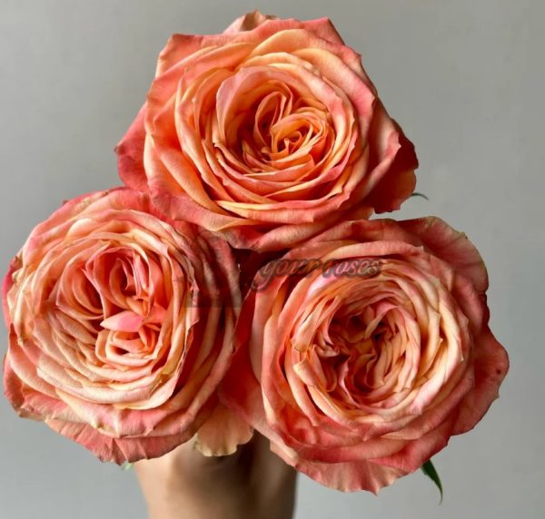 Garden City Rose丨Your roses