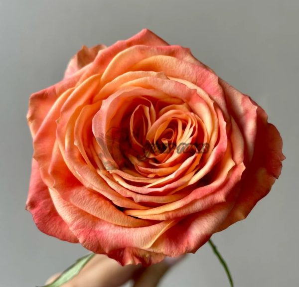 Garden City Rose丨Your roses