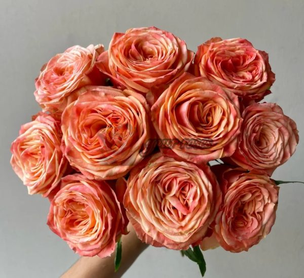 Garden City Rose for sale丨Your roses