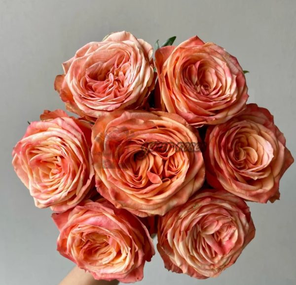 Garden City Rose plant丨Your roses