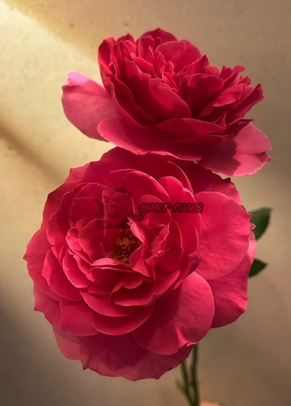 Gartenprinzessin Marie-José Rose plant丨Your roses