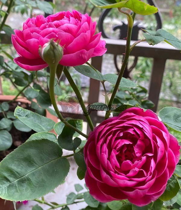 Gartenprinzessin Marie-José Rose丨Your roses