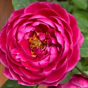 Gartenprinzessin Marie-José Rose for sale丨Your roses