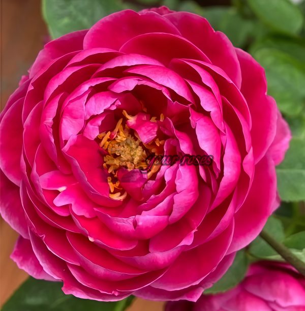 Gartenprinzessin Marie-José Rose for sale丨Your roses