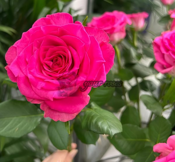 Gartenprinzessin Marie-José Rose丨Your roses