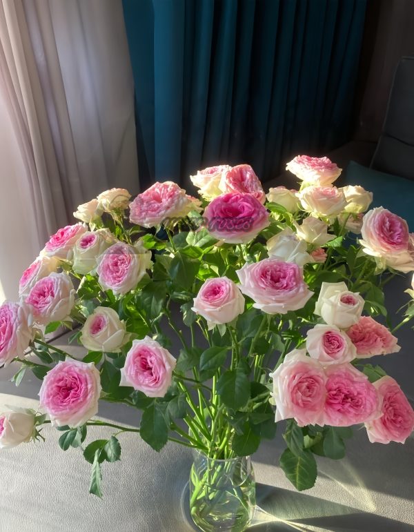 Gelato Rose丨Your roses